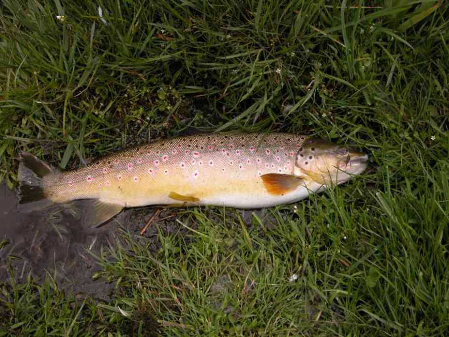 Ulverston Angling Photo